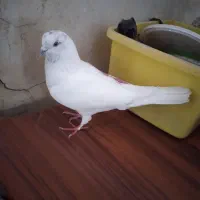 کبوتر|پرنده|مسجد سلیمان, |دیوار