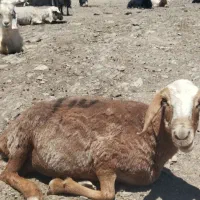 میش فروشی برای قربانی