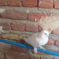 کبوتر|پرنده|باسمنج, |دیوار