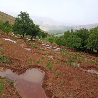 فروش 2000مترباغ با درختان بادام ودرخت مو