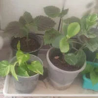 کاشت انواع گل گیاه درخدمت هستم