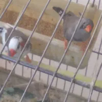 فنج