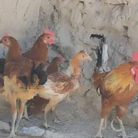 مرغ خانگی