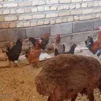 مرغ|حیوانات مزرعه|کوهدشت, |دیوار