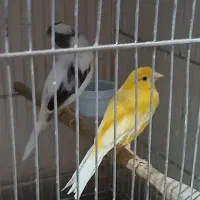 ماده قناری آماده ۲ عدد