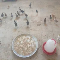 جوجه مرغ