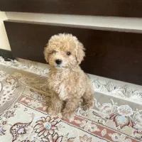 پودل اصیل
