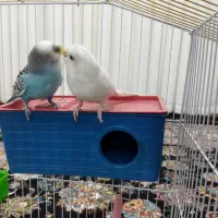 یک جفت مرغ عشق هلندی
