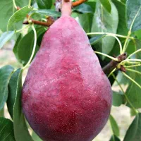 نهال گلابی بیروتی و ...