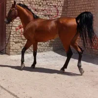 نریان سواریدار مجلسی
