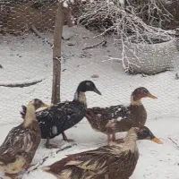 فروش اردک تخم گذار