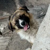 سگ پاکوتاه