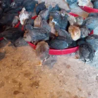 جوجه مرغ و خروس