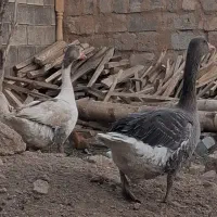 سلام ۲تاغازجون یک ساله نر سفید