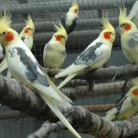 عروس هلندی پیدا شده منطقه فرهنگشهر