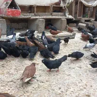 کفتر