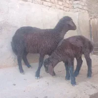 بره
