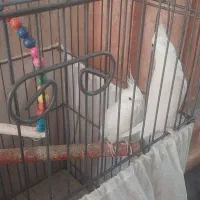 عروس