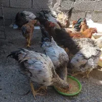 مرغ و خروس