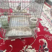 سهره|پرنده|فسا, |دیوار