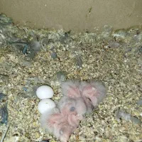 جوجه راهب. ۱۰روزه آبی