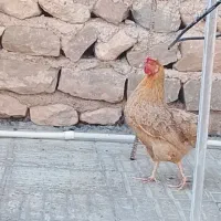 مرغ خروس