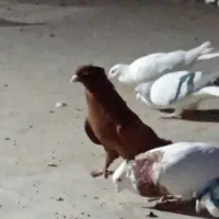 کفتر نر