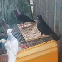 کبوتر ابادانی