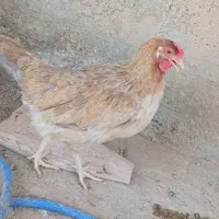 مرغ