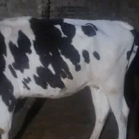 گاو سیمینتال