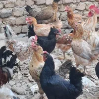 مرغ و خروس محلی لری