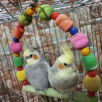 عروس هلندی
