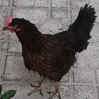 مرغ محلی تخم گذار