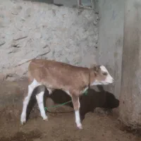 گاو هلشتاین