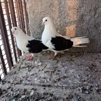 دوکت|پرنده|بندرلنگه, |دیوار