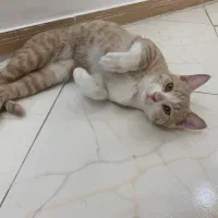 واگذاری گربه