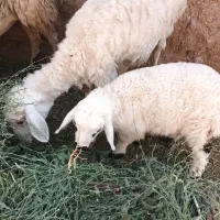 میش وبره
