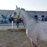 مادیان دوسر وارداتی