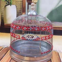 پرنده قناری باغی