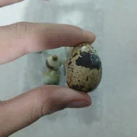فروش تخم بلدرچین تکی وعمده