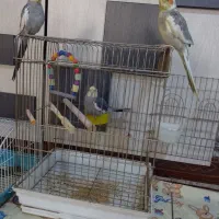 عروس هلندی نرو ماده