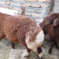 بره نر