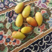 پسته با پوست