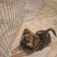 سگ 5ماهه باهوش