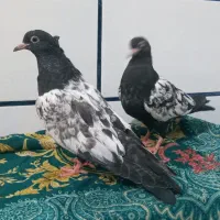سینه ای سیاه جفت  کفتر