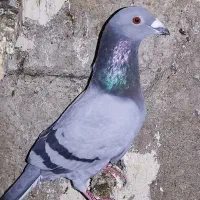 کبوتر مسافتی ودورگ