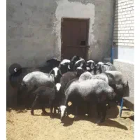 نژاد شال خیلی قشنگ