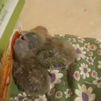 ۲عدد جوجه طوطی برزیلی قیمت ۲ تاش ۱۲۰۰