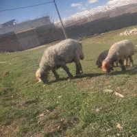 میش بختیاری