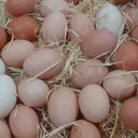 تخم مرغ نطفه دار لاری اصیل